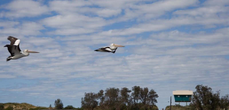 australifoto9.jpg