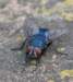 macro11_small.jpg
