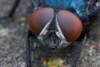 macro12_small.jpg