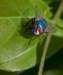 macro13_small.jpg