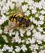 macro16_small.jpg