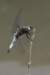 macro17_small.jpg