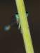 macro18_small.jpg