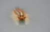 macro1_small.jpg