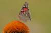 macro2_small.jpg