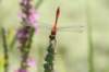 macro7_small.jpg