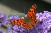 macro8_small.jpg