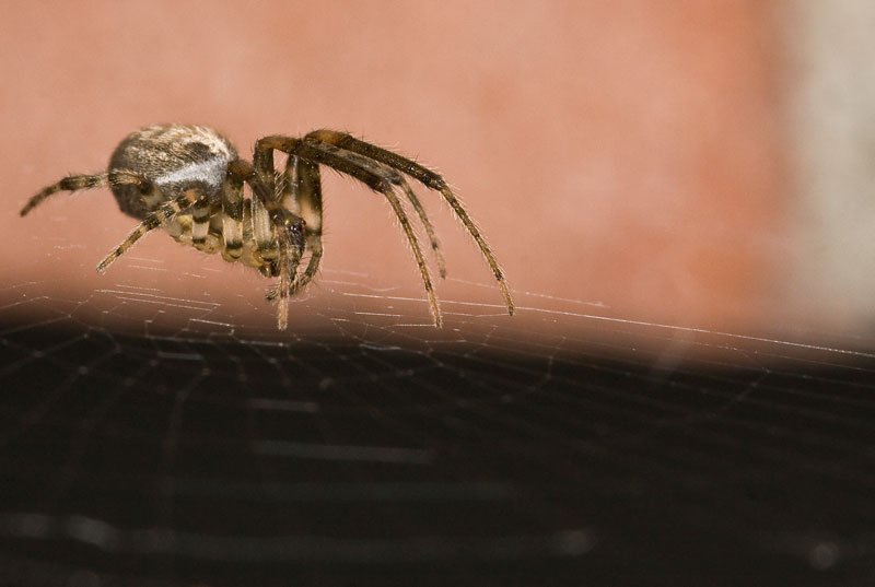 macro9.jpg